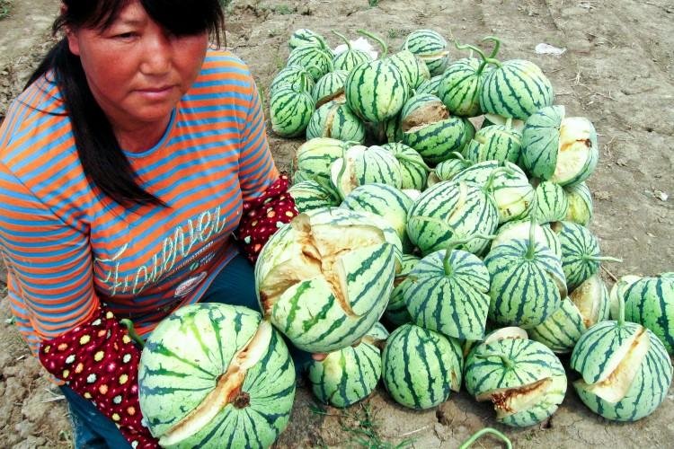 <a><img src="https://www.theepochtimes.com/assets/uploads/2015/09/WATERMELON-PHOTO1-COLOR.jpg" alt="Split-open, unripened watermelons on May 13 in Yanling Township, Danyang City, Jiangsu Province. (Epoch Times Photo Archive)" title="Split-open, unripened watermelons on May 13 in Yanling Township, Danyang City, Jiangsu Province. (Epoch Times Photo Archive)" width="320" class="size-medium wp-image-1803648"/></a>