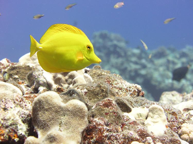 <a><img src="https://www.theepochtimes.com/assets/uploads/2015/09/YellowTang.jpg" alt="CAPTION: UNDERWATER SANCTUARY: A yellow tang swims amid a coral reef near Maug Island in the Mariana Archipelago. (Robert Schroeder/NOAA, Pacific Islands Fisheries Science Center)" title="CAPTION: UNDERWATER SANCTUARY: A yellow tang swims amid a coral reef near Maug Island in the Mariana Archipelago. (Robert Schroeder/NOAA, Pacific Islands Fisheries Science Center)" width="320" class="size-medium wp-image-1831585"/></a>