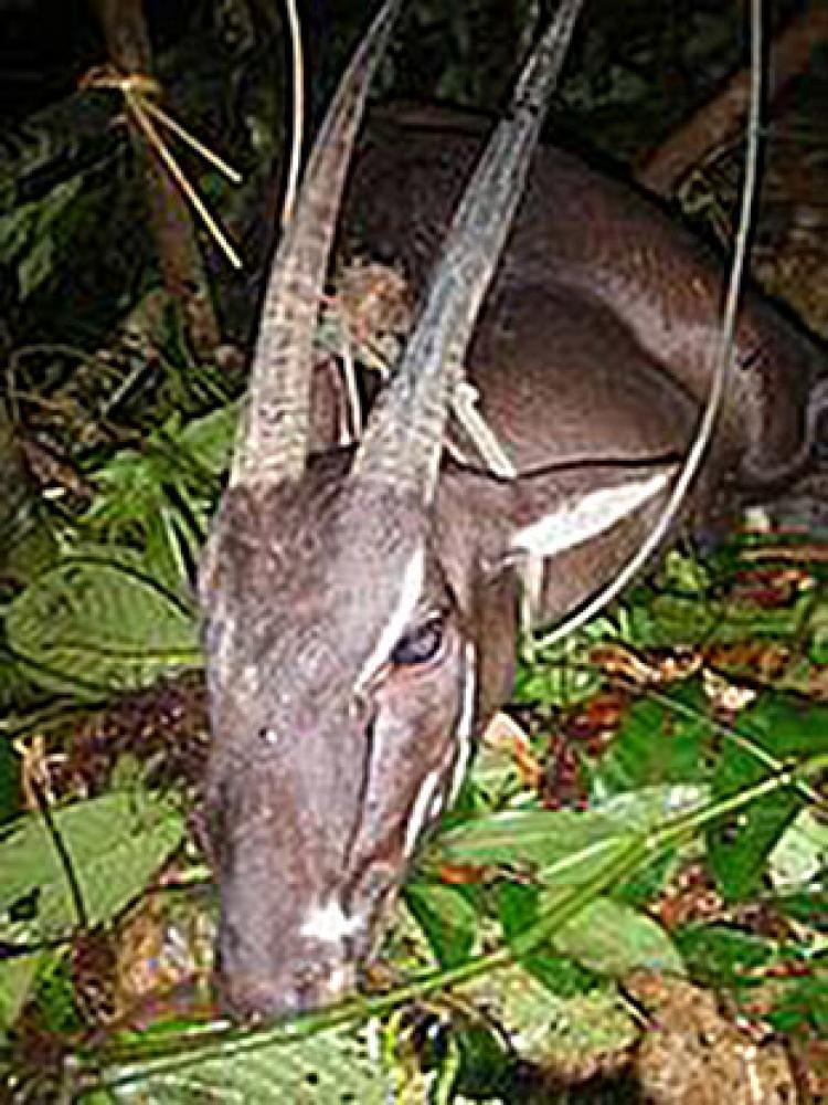 <a><img class="size-medium wp-image-1805494" title="Asian Unicorn: Laotian villagers captured a two-horned Saola in August and photographed it. (International Union for Conservation of Nature)" src="https://www.theepochtimes.com/assets/uploads/2015/09/asian_unicorn2-lg.jpg" alt="Asian Unicorn: Laotian villagers captured a two-horned Saola in August and photographed it. (International Union for Conservation of Nature)" width="320"/></a>
