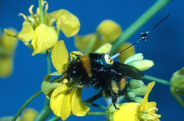 <a><img class="size-full wp-image-1781622" src="https://www.theepochtimes.com/assets/uploads/2015/09/bee.jpg" alt=" A bumblebee worker with a transponder attached to its back, visiting an oilseed rape flower. Tracking bees with radar shows how they find an optimal route between multiple flowers. (Andrew Martin) " width="633" height="417"/></a>
