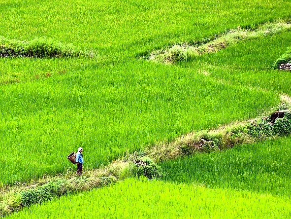 <a><img class="size-large wp-image-1780984" title="A Bhutanese woman crosses the farming fields at Paro, around 50 km from the capital city of Thimphu. Last week, Bhutan Minister of Agriculture and Forests Pema Gyamtsho, announced an ambitious plan to turn food production 100 percent organic by 2020. (Manan Vatsyayana/AFP/Getty Images) " src="https://www.theepochtimes.com/assets/uploads/2015/09/bhutan121284270.jpg" alt="A Bhutanese woman crosses the farming fields at Paro, around 50 km from the capital city of Thimphu. Last week, Bhutan Minister of Agriculture and Forests Pema Gyamtsho, announced an ambitious plan to turn food production 100 percent organic by 2020. (Manan Vatsyayana/AFP/Getty Images) " width="590" height="443"/></a>