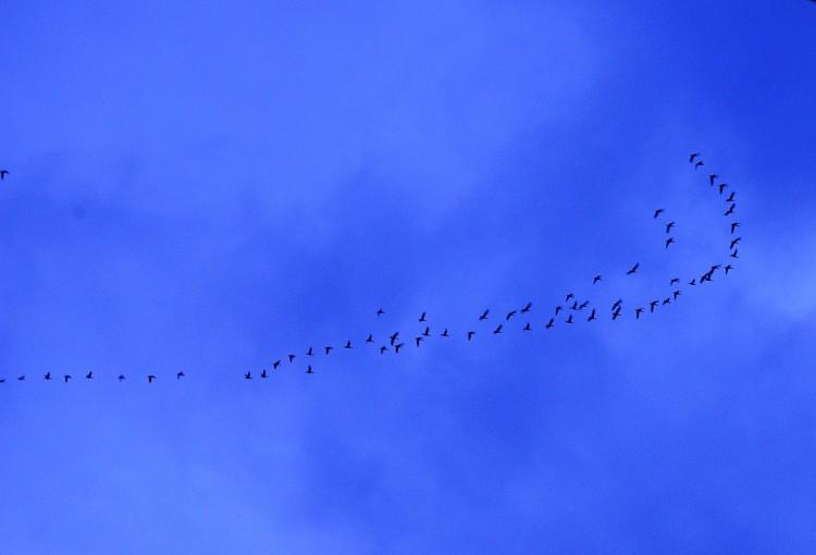 <a><img src="https://www.theepochtimes.com/assets/uploads/2015/09/birds.jpg" alt="POETRY IN THE SKY: Barnacle geese after a day's feeding flying home over the Donegal sky (Angela McFadden/The Epoch Times)" title="POETRY IN THE SKY: Barnacle geese after a day's feeding flying home over the Donegal sky (Angela McFadden/The Epoch Times)" width="320" class="size-medium wp-image-1799925"/></a>
