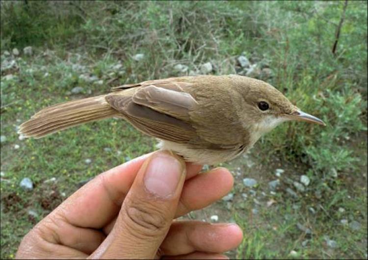 <a><img src="https://www.theepochtimes.com/assets/uploads/2015/09/birdy_(Wildlife_Conservation_Society_Afghanistan).jpg" alt="LARGE-BILLED REED WARBLER: This bird, probably the least known in the world, was rediscovered in Afghanistan. (Wildlife Conservation Society Afghanistan)" title="LARGE-BILLED REED WARBLER: This bird, probably the least known in the world, was rediscovered in Afghanistan. (Wildlife Conservation Society Afghanistan)" width="320" class="size-medium wp-image-1823518"/></a>