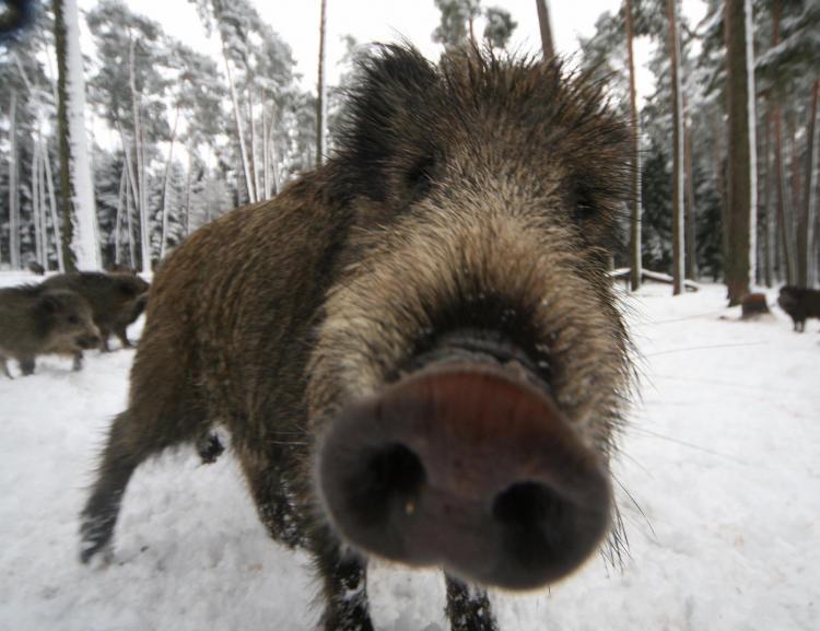 <a><img src="https://www.theepochtimes.com/assets/uploads/2015/09/boar84223080.jpg" alt="A wild boar up close and person. Nature-loving Swedes are concerned with the increase in the number of potentially dangerous wild animals. (Timm Schamberger/AFP/Getty Images)" title="A wild boar up close and person. Nature-loving Swedes are concerned with the increase in the number of potentially dangerous wild animals. (Timm Schamberger/AFP/Getty Images)" width="320" class="size-medium wp-image-1827640"/></a>