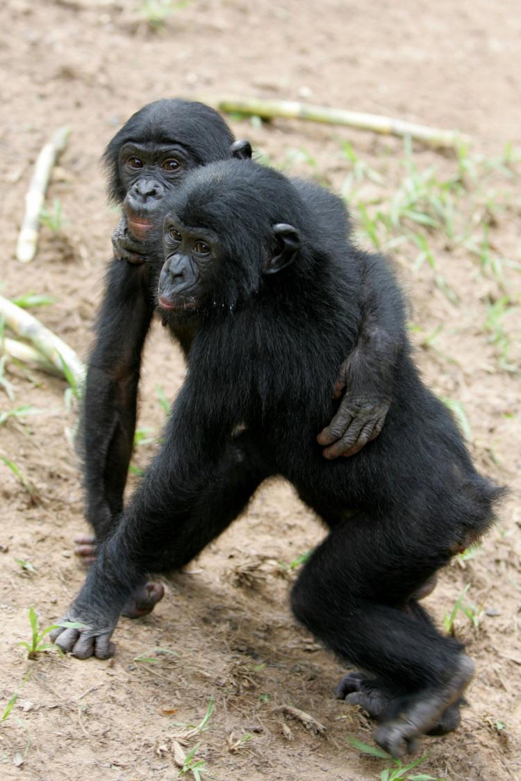 <a><img src="https://www.theepochtimes.com/assets/uploads/2015/09/bonobo.jpg" alt="GENEROSITY: Bonobos are found to be willing to share food with others. (Issouf Sanogo/AFP/Getty Images)" title="GENEROSITY: Bonobos are found to be willing to share food with others. (Issouf Sanogo/AFP/Getty Images)" width="320" class="size-medium wp-image-1822633"/></a>