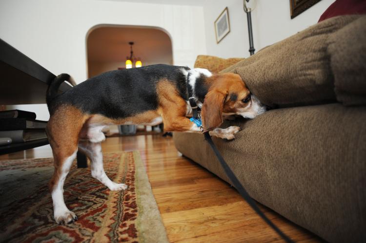 <a><img src="https://www.theepochtimes.com/assets/uploads/2015/09/bug103178818.jpg" alt="A beagle demonstrates how he sniffs out bedbugs in Queens, New York. The tiny blood suckers are currently enjoying a bonanza worldwide, particularly in the U.S. After infesting unprecedented numbers of apartments and offices, the pests branched out to raid clothing stores and, notoriously, a Victoria's Secret lingerie store on Manhattan's posh Upper East Side. (Stan Honda/AFP/Getty Images)" title="A beagle demonstrates how he sniffs out bedbugs in Queens, New York. The tiny blood suckers are currently enjoying a bonanza worldwide, particularly in the U.S. After infesting unprecedented numbers of apartments and offices, the pests branched out to raid clothing stores and, notoriously, a Victoria's Secret lingerie store on Manhattan's posh Upper East Side. (Stan Honda/AFP/Getty Images)" width="320" class="size-medium wp-image-1816660"/></a>