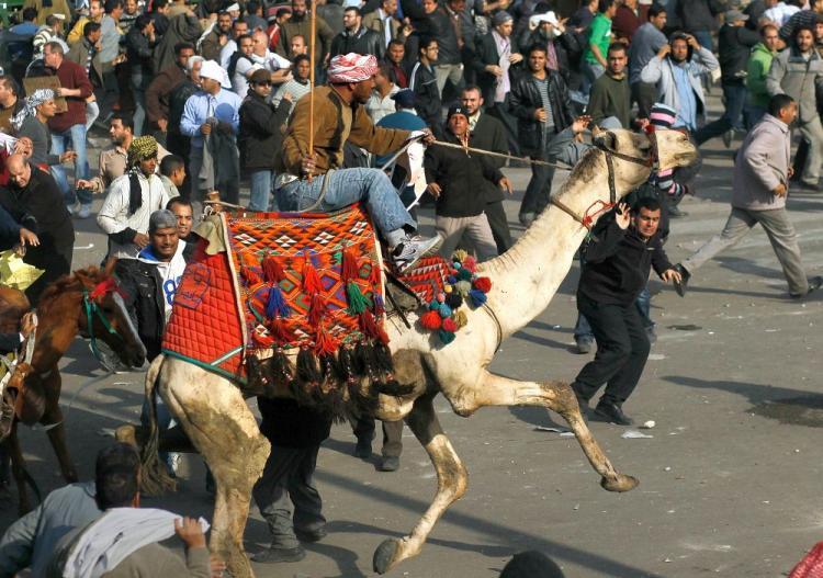 <a><img src="https://www.theepochtimes.com/assets/uploads/2015/09/camel-right-108731874.jpg" alt="A supporter of Egyptian President Hosni Mubarak rides a camel through the melee during a clash between pro-Mubarak and anti-government protesters in Tahrir Square on Feb. 2, in Cairo, Egypt. (Chris Hondros/Getty Images)" title="A supporter of Egyptian President Hosni Mubarak rides a camel through the melee during a clash between pro-Mubarak and anti-government protesters in Tahrir Square on Feb. 2, in Cairo, Egypt. (Chris Hondros/Getty Images)" width="320" class="size-medium wp-image-1808847"/></a>