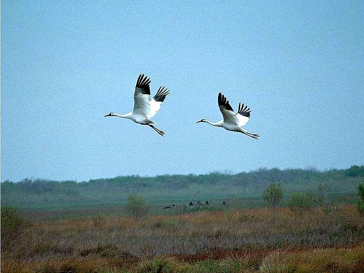 <a><img src="https://www.theepochtimes.com/assets/uploads/2015/09/cranes1.jpg" alt="Whooping Cranes at Aransas National Wildlife Refuge. Some of the money donated by Georgia Power will go into caring for whooping cranes. (U.S. Fish and Wildlife Service)" title="Whooping Cranes at Aransas National Wildlife Refuge. Some of the money donated by Georgia Power will go into caring for whooping cranes. (U.S. Fish and Wildlife Service)" width="320" class="size-medium wp-image-1804025"/></a>