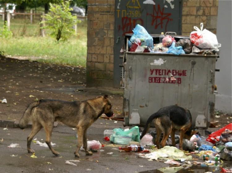 <a><img class="size-medium wp-image-1785264" title="dogs" src="https://www.theepochtimes.com/assets/uploads/2015/09/dogs.jpeg" alt="File photo of stray dogs in Kyiv." width="350" height="262"/></a>