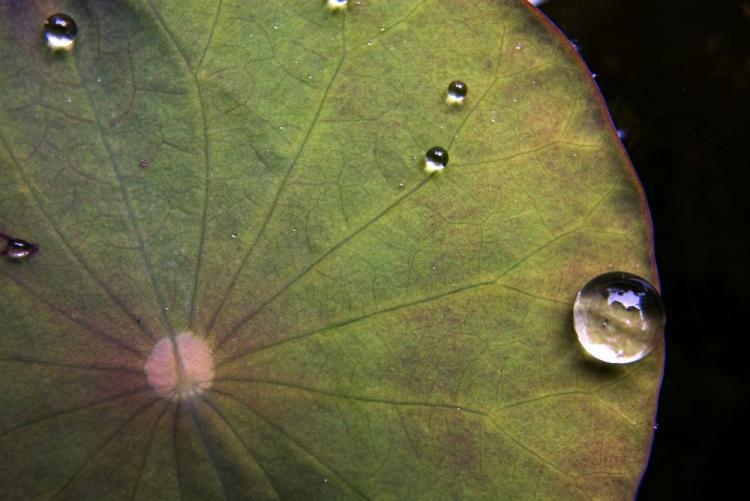 <a><img class="size-medium wp-image-1824091" title="Given the right focal point, water droplets can cause leaf burn. (The Epoch Times)" src="https://www.theepochtimes.com/assets/uploads/2015/09/droplets.jpg" alt="Given the right focal point, water droplets can cause leaf burn. (The Epoch Times)" width="320"/></a>