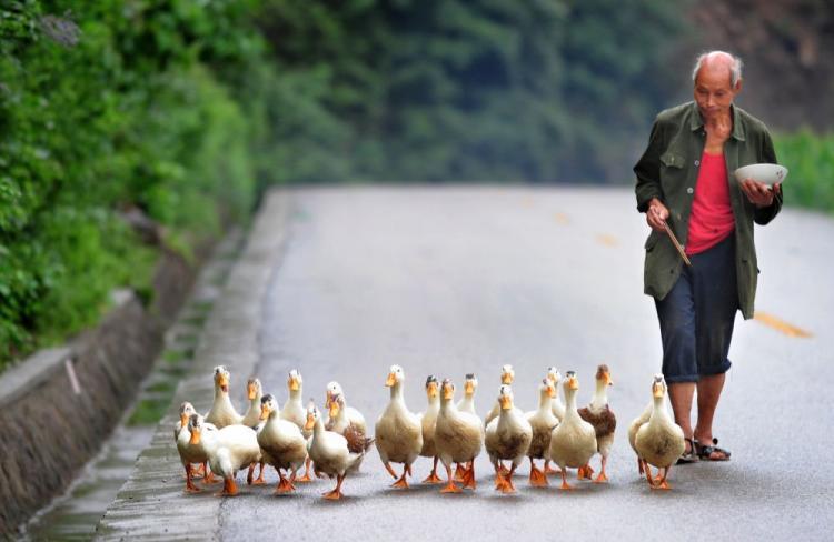 <a><img src="https://www.theepochtimes.com/assets/uploads/2015/09/ducks103397925.jpg" alt="A farmer eats his lunch while following his flock of ducks along a country road in Guangyuan County on August 13, 2010 in northern Sichuan province. (AFP/Getty Images)" title="A farmer eats his lunch while following his flock of ducks along a country road in Guangyuan County on August 13, 2010 in northern Sichuan province. (AFP/Getty Images)" width="320" class="size-medium wp-image-1810617"/></a>