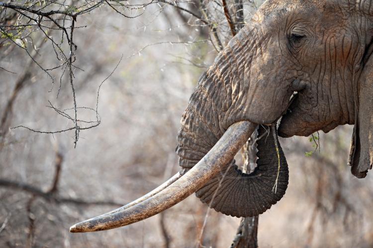 <a><img class="size-medium wp-image-1821600" title="An elephant uses its trunk to reach the upper branches of a tree over the dry brush as it searches for food at the Tsavo West National Park in southern Kenya in August 2009. China has been accused of causing a higher rate of ivory poaching in East Africa. (Roberto Schmidt/AFP/Getty Images)" src="https://www.theepochtimes.com/assets/uploads/2015/09/ele_90037405-tusks.jpg" alt="An elephant uses its trunk to reach the upper branches of a tree over the dry brush as it searches for food at the Tsavo West National Park in southern Kenya in August 2009. China has been accused of causing a higher rate of ivory poaching in East Africa. (Roberto Schmidt/AFP/Getty Images)" width="320"/></a>