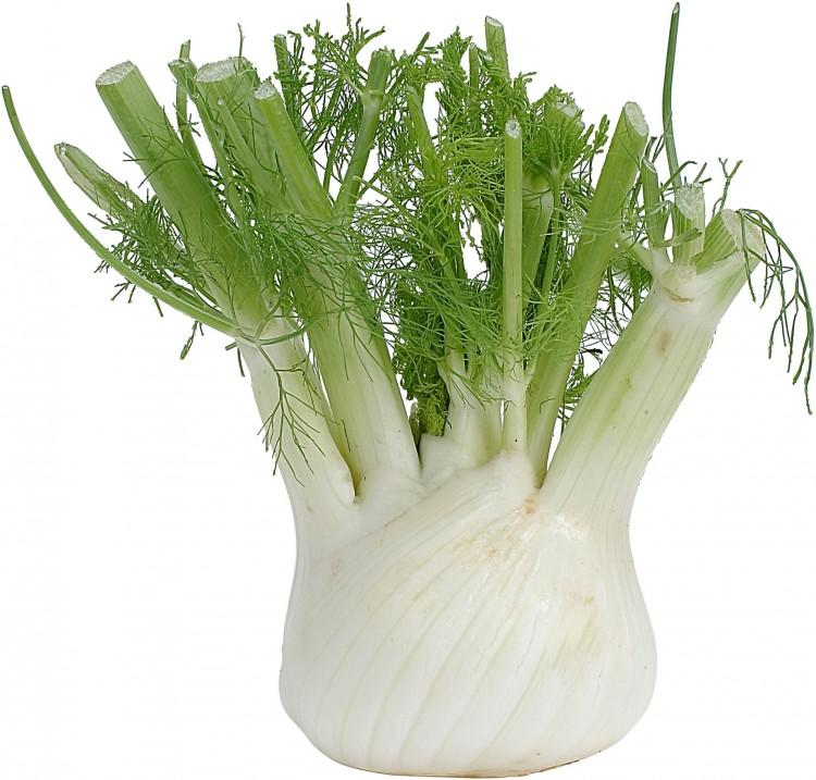 <a><img src="https://www.theepochtimes.com/assets/uploads/2015/09/fennel.jpg" alt="Fennel is a slightly sweet, cool, and refreshing herb to add to an array of fresh vegetables. (Photos.com)" title="Fennel is a slightly sweet, cool, and refreshing herb to add to an array of fresh vegetables. (Photos.com)" width="575" class="size-medium wp-image-1796456"/></a>