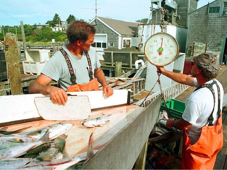 <a><img src="https://www.theepochtimes.com/assets/uploads/2015/09/fisherman777675.jpg" alt="REGULATION: Weirs fishermen weigh up the day's catch in Chatham, Massachusetts in this file photo. Massachusetts fishermen say they're being hurt by federal 'catch shares' limits. (Darren McCollester/Newsmakers)" title="REGULATION: Weirs fishermen weigh up the day's catch in Chatham, Massachusetts in this file photo. Massachusetts fishermen say they're being hurt by federal 'catch shares' limits. (Darren McCollester/Newsmakers)" width="320" class="size-medium wp-image-1809743"/></a>