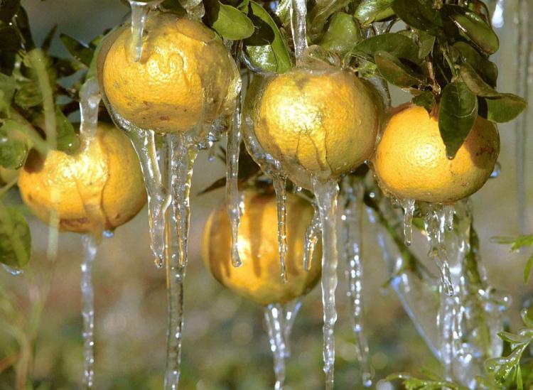 <a><img src="https://www.theepochtimes.com/assets/uploads/2015/09/florida51623485.jpg" alt="Icicles hang from oranges in Lakeland, FL, after citrus growers used water sprinklers to protect citrus tress from damage caused when temperature drop below 32 degrees. (Tony Ranze/AFP/Getty Images)" title="Icicles hang from oranges in Lakeland, FL, after citrus growers used water sprinklers to protect citrus tress from damage caused when temperature drop below 32 degrees. (Tony Ranze/AFP/Getty Images)" width="320" class="size-medium wp-image-1824077"/></a>