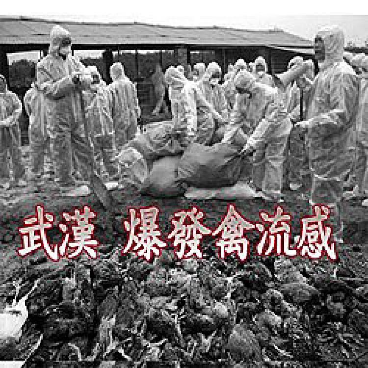 <a><img src="https://www.theepochtimes.com/assets/uploads/2015/09/flurd.jpg" alt="Hundreds of thousands of chickens are slaughtered in Wuhan Province to control the recent bird flu outbreak.   (Sound of Hope)" title="Hundreds of thousands of chickens are slaughtered in Wuhan Province to control the recent bird flu outbreak.   (Sound of Hope)" width="320" class="size-medium wp-image-1829883"/></a>