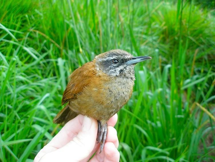 <a><img src="https://www.theepochtimes.com/assets/uploads/2015/09/fortune1HR.jpg" alt="Adult male plain-tailed wren captured at Antisana Volcano in Ecuador. (Courtesy of Eric Fortune & Melissa Coleman)" title="Adult male plain-tailed wren captured at Antisana Volcano in Ecuador. (Courtesy of Eric Fortune & Melissa Coleman)" width="590" class="size-medium wp-image-1795342"/></a>