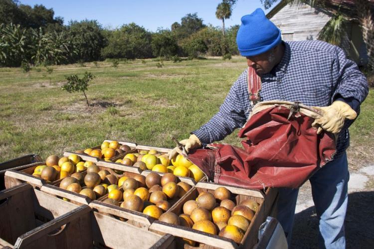 <a><img src="https://www.theepochtimes.com/assets/uploads/2015/09/fruit95609820.jpg" alt="A worker picks oranges in a small grove Jan. 6 in Merritt Island, Florida. Citrus workers have been working quickly to harvest the fruit before it is damaged by freezing temperatures.  (Matt Stroshane/Getty Images)" title="A worker picks oranges in a small grove Jan. 6 in Merritt Island, Florida. Citrus workers have been working quickly to harvest the fruit before it is damaged by freezing temperatures.  (Matt Stroshane/Getty Images)" width="320" class="size-medium wp-image-1824210"/></a>