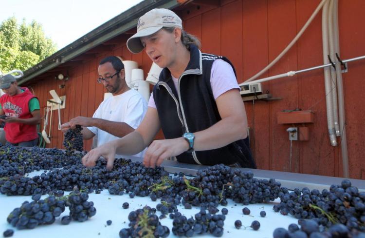 <a><img src="https://www.theepochtimes.com/assets/uploads/2015/09/grapes92393989.jpg" alt="Winery worker Christine Mercnik (R) sorts zinfandel grapes at Tres Sabores Winery Sept. 25, 2009 in St. Helena, California.  (Justin Sullivan/Getty Images)" title="Winery worker Christine Mercnik (R) sorts zinfandel grapes at Tres Sabores Winery Sept. 25, 2009 in St. Helena, California.  (Justin Sullivan/Getty Images)" width="320" class="size-medium wp-image-1822060"/></a>