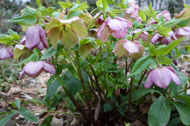 <a><img class="size-large wp-image-1769761" title="Hellebores Bloom in March" src="https://www.theepochtimes.com/assets/uploads/2015/09/hellebores.jpg" alt="" width="590" height="393"/></a>