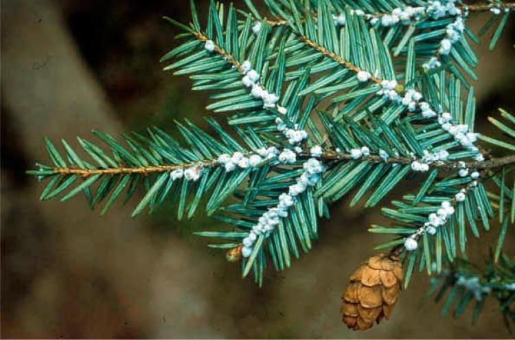 <a><img src="https://www.theepochtimes.com/assets/uploads/2015/09/hemlock1.jpg" alt="A photo of a hemlock woolly adelgid (HWA) infestation. The aphid-like insect has spread among Hemlock forests in the Northeast, including recent outbreaks in Maine.  (National Park Service)" title="A photo of a hemlock woolly adelgid (HWA) infestation. The aphid-like insect has spread among Hemlock forests in the Northeast, including recent outbreaks in Maine.  (National Park Service)" width="320" class="size-medium wp-image-1810613"/></a>