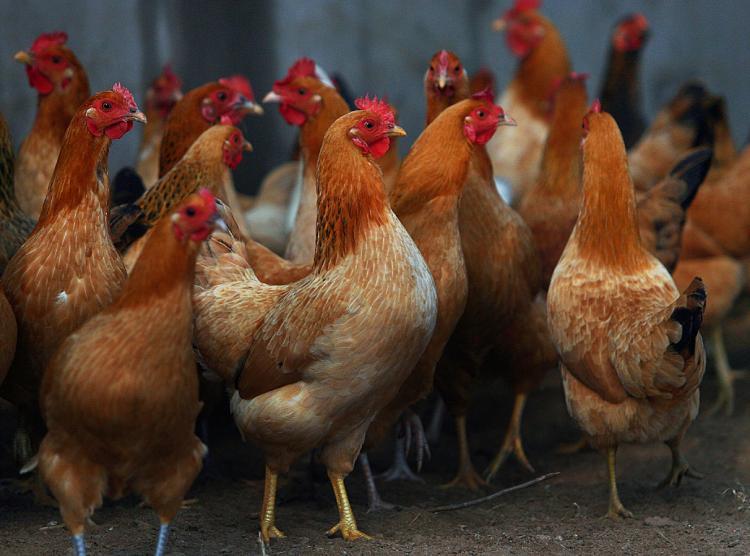 <a><img src="https://www.theepochtimes.com/assets/uploads/2015/09/henz84079910.jpg" alt="Chickens forage at a chicken farm on in Nantong of Jiangsu Province, China.   (China Photos/Getty Images)" title="Chickens forage at a chicken farm on in Nantong of Jiangsu Province, China.   (China Photos/Getty Images)" width="320" class="size-medium wp-image-1830367"/></a>
