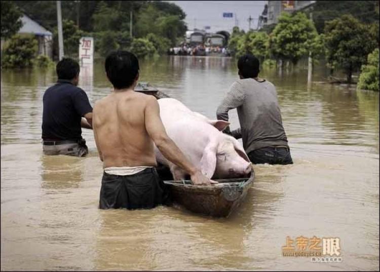 <a><img src="https://www.theepochtimes.com/assets/uploads/2015/09/hog_evacuating_boat_Lanxi_city.jpg" alt="Hog-evacuating boat in Lanxi city, Zhejiang. (From godeyes.cn)" title="Hog-evacuating boat in Lanxi city, Zhejiang. (From godeyes.cn)" width="575" class="size-medium wp-image-1801759"/></a>