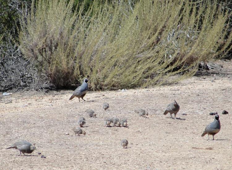 <a><img src="https://www.theepochtimes.com/assets/uploads/2015/09/image001cr2.jpg" alt="Two quail families with chicks at Torrey Pines State Reserve, San Diego, Calif.,June 20, 2010. (Makana Boger, Encinitas, Calif.)" title="Two quail families with chicks at Torrey Pines State Reserve, San Diego, Calif.,June 20, 2010. (Makana Boger, Encinitas, Calif.)" width="320" class="size-medium wp-image-1818102"/></a>
