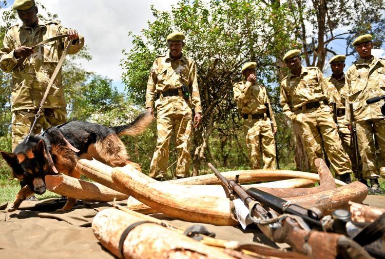 <a><img src="https://www.theepochtimes.com/assets/uploads/2015/09/ivory.jpg" alt="Members of the Kenya Wildlife Service investigate ivory and wildlife animal skin on November 30, 2009. Poaching and the sell of endangered animal meat is still a large problem in Africa. (Simon Maina/AFP/Getty Images)" title="Members of the Kenya Wildlife Service investigate ivory and wildlife animal skin on November 30, 2009. Poaching and the sell of endangered animal meat is still a large problem in Africa. (Simon Maina/AFP/Getty Images)" width="320" class="size-medium wp-image-1822950"/></a>