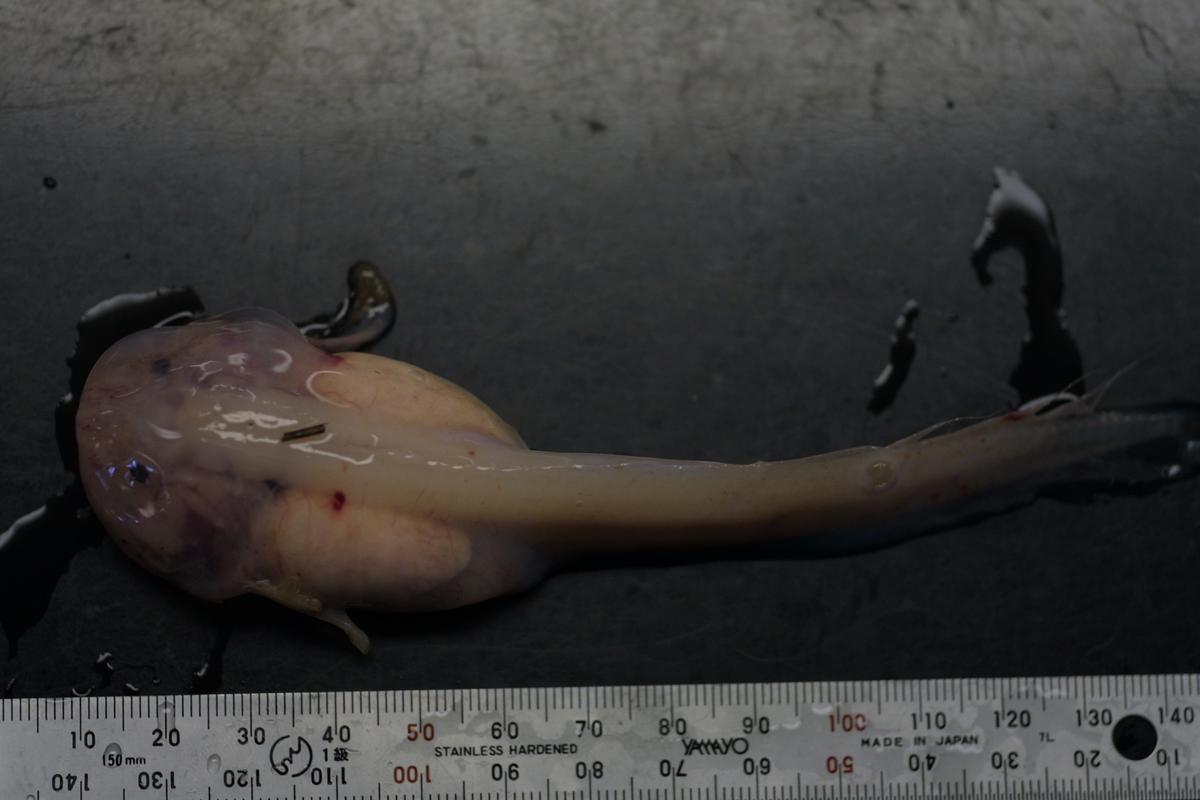 <a><img src="https://www.theepochtimes.com/assets/uploads/2015/09/liparid.jpg" alt="The liparid (Snailfish) Psuedoliparis amblystomopsis recovered from the giant trap at 7,703m deep in the Japan Trench in the Pacific Ocean (Natural Environment Research Council and University of Aberdeen)" title="The liparid (Snailfish) Psuedoliparis amblystomopsis recovered from the giant trap at 7,703m deep in the Japan Trench in the Pacific Ocean (Natural Environment Research Council and University of Aberdeen)" width="320" class="size-medium wp-image-1833305"/></a>