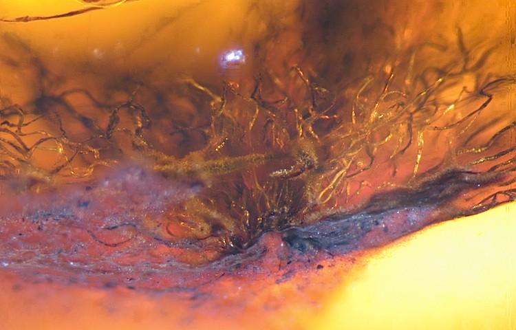 <a><img src="https://www.theepochtimes.com/assets/uploads/2015/09/mckellar5HR.jpg" alt="Photomicrograph of coiled barbules in Late Cretaceous Canadian amber. The corkscrew-shaped structures are tightly coiled feather barbule bases, which are interrupted where they exit the amber piece, towards the bottom of the image. (Science/AAAS)" title="Photomicrograph of coiled barbules in Late Cretaceous Canadian amber. The corkscrew-shaped structures are tightly coiled feather barbule bases, which are interrupted where they exit the amber piece, towards the bottom of the image. (Science/AAAS)" width="590" class="size-medium wp-image-1797338"/></a>