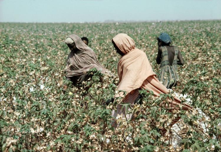 <a><img src="https://www.theepochtimes.com/assets/uploads/2015/09/migrant103766.jpg" alt="Migrant workers picking cotton in Sudan. Recent reports from human rights groups around International Migrants Day, on Dec. 18, paint a bleak picture for those seeking new lives in foreign lands.  (UN Photo/J Mohr)" title="Migrant workers picking cotton in Sudan. Recent reports from human rights groups around International Migrants Day, on Dec. 18, paint a bleak picture for those seeking new lives in foreign lands.  (UN Photo/J Mohr)" width="320" class="size-medium wp-image-1824582"/></a>