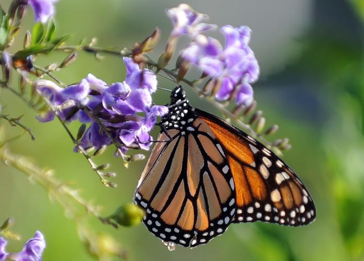 <a><img class="size-full wp-image-1784720" title="A Monarch butterfly is in a flower in Lo" src="https://www.theepochtimes.com/assets/uploads/2015/09/monarch.jpg" alt="" width="750" height="538"/></a>