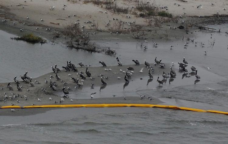 <a><img src="https://www.theepochtimes.com/assets/uploads/2015/09/oil98794419.jpg" alt="Birds at the Breton Island sanctuary that is protected by oil boom barriers to stop the spread of oil from the BP Deepwater Horizon disaster, off the coast of Louisiana on April 30. (Mark Ralston/Getty Images)" title="Birds at the Breton Island sanctuary that is protected by oil boom barriers to stop the spread of oil from the BP Deepwater Horizon disaster, off the coast of Louisiana on April 30. (Mark Ralston/Getty Images)" width="320" class="size-medium wp-image-1820413"/></a>