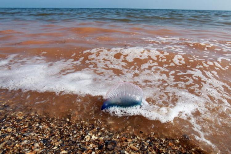 <a><img src="https://www.theepochtimes.com/assets/uploads/2015/09/oil_spill_98875041.jpg" alt="Gulf Oil Spill: A dead Man-o-War is seen washed up on the shores along with the orange colored chemical dispersant used to help with the massive oil spill on May 5, 2010 on Freemason Island off the coast of Louisiana. (Joe Raedle/Getty Images)" title="Gulf Oil Spill: A dead Man-o-War is seen washed up on the shores along with the orange colored chemical dispersant used to help with the massive oil spill on May 5, 2010 on Freemason Island off the coast of Louisiana. (Joe Raedle/Getty Images)" width="320" class="size-medium wp-image-1820242"/></a>