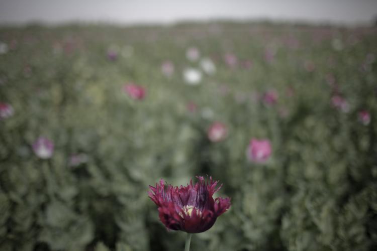 <a><img src="https://www.theepochtimes.com/assets/uploads/2015/09/opium_poppy103210909.jpg" alt="OPIUM POPPY SEIZURE: An opium poppy field in Afghanistan. Seven acres of opium poppies were discovered in Western Canada this week. (Mauricio Lima/AFP/Getty Images)" title="OPIUM POPPY SEIZURE: An opium poppy field in Afghanistan. Seven acres of opium poppies were discovered in Western Canada this week. (Mauricio Lima/AFP/Getty Images)" width="320" class="size-medium wp-image-1815518"/></a>