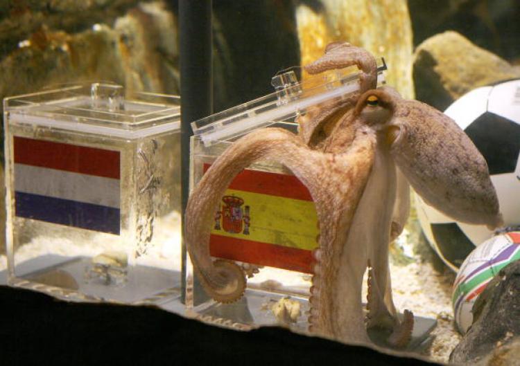 <a><img src="https://www.theepochtimes.com/assets/uploads/2015/09/oracle_octopus_102816428.jpg" alt="The 'oracle' octopus Paul chooses to open the mussel-filled box decorated with a Spanish flag on July 9 to predict a Spanish win over the Netherlands in the 2010 FIFA World Cup final. Paul predicted correctly, for a total of eight of eight accurate predictions during the tournament. (Patrik Stollarz/AFP/Getty Images)" title="The 'oracle' octopus Paul chooses to open the mussel-filled box decorated with a Spanish flag on July 9 to predict a Spanish win over the Netherlands in the 2010 FIFA World Cup final. Paul predicted correctly, for a total of eight of eight accurate predictions during the tournament. (Patrik Stollarz/AFP/Getty Images)" width="320" class="size-medium wp-image-1817517"/></a>