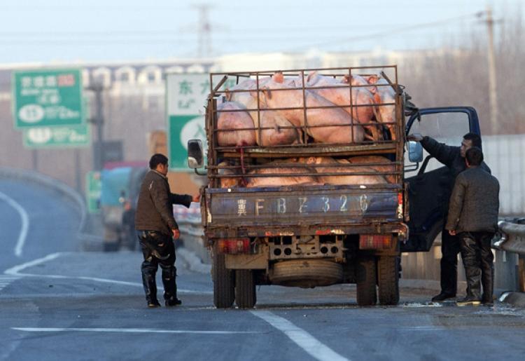 <a><img src="https://www.theepochtimes.com/assets/uploads/2015/09/pig107393298.jpg" alt="HAULING FREIGHT: Chinese truck drivers stop on the side of a highway with a cargo of live pigs in Beijing on Dec. 7, 2010.  (STR/Getty Images )" title="HAULING FREIGHT: Chinese truck drivers stop on the side of a highway with a cargo of live pigs in Beijing on Dec. 7, 2010.  (STR/Getty Images )" width="320" class="size-medium wp-image-1808950"/></a>