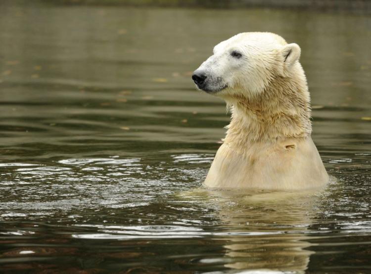 <a><img src="https://www.theepochtimes.com/assets/uploads/2015/09/polar_bears_105687879.jpg" alt="Polar bear Knut swims in his enclosure at the Tiergarten zoo in Berlin, October 19, 2010. (Odd Andersen/AFP/Getty Images)" title="Polar bear Knut swims in his enclosure at the Tiergarten zoo in Berlin, October 19, 2010. (Odd Andersen/AFP/Getty Images)" width="320" class="size-medium wp-image-1811702"/></a>