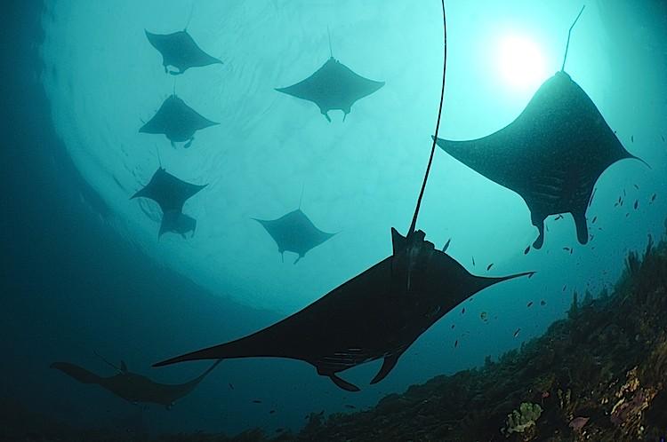 <a><img src="https://www.theepochtimes.com/assets/uploads/2015/09/rays1.jpg" alt="Manta rays gather above a cleaning station off Raja Ampat Islands, West Papua, Indonesia. The mantas are being cleaned by small wrasse. The Raja Ampat Islands are famous for their extraordinary marine biodiversity. (Matthew Oldfield)" title="Manta rays gather above a cleaning station off Raja Ampat Islands, West Papua, Indonesia. The mantas are being cleaned by small wrasse. The Raja Ampat Islands are famous for their extraordinary marine biodiversity. (Matthew Oldfield)" width="575" class="size-medium wp-image-1801243"/></a>