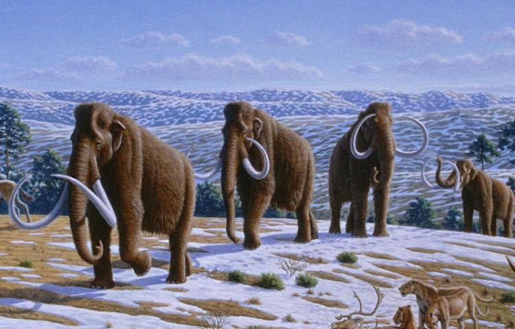 <a><img class="size-full wp-image-1788481" title="Mammoths were one of the "megafauna" that went extinct during the Pleistocene extinction. According to the first study of mammal range and diversity in "deep time", the mammoth family did not show any sign of being predisposed to extinction. (Heinrich Harder)" src="https://www.theepochtimes.com/assets/uploads/2015/09/sci_mammoth.jpg" alt="Mammoths were one of the "megafauna" that went extinct during the Pleistocene extinction. According to the first study of mammal range and diversity in "deep time", the mammoth family did not show any sign of being predisposed to extinction. (Heinrich Harder)" width="750" height="480"/></a>