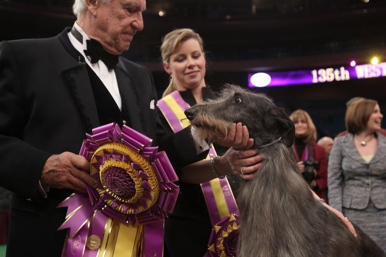 <a><img src="https://www.theepochtimes.com/assets/uploads/2015/09/scottish_deerhound_109155909.jpg" alt="Scottish deerhound Hickory took home the top prize at the Westminster Kennel Club Dog Show on Tuesday night. (Spencer Platt/Getty Images)" title="Scottish deerhound Hickory took home the top prize at the Westminster Kennel Club Dog Show on Tuesday night. (Spencer Platt/Getty Images)" width="320" class="size-medium wp-image-1808241"/></a>