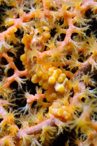 <a><img class="size-full wp-image-1780760" src="https://www.theepochtimes.com/assets/uploads/2015/09/seahorse.jpg" alt="Orange variation of Hippocampus bargibanti pygmy seahorse at Seraya in Bali, Indonesia. (Matthew Oldfield)" width="332" height="500"/></a>