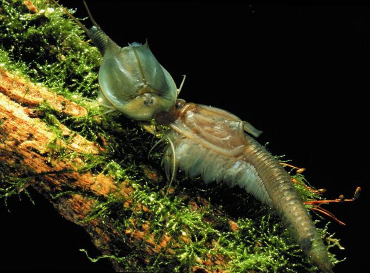 <a><img src="https://www.theepochtimes.com/assets/uploads/2015/09/shield_shrimp.jpg" alt="SHIELD SHRIMP: These tiny creatures can teach kids about an unusual biological phenomenon.  (Courtesy of Triops Inc.)" title="SHIELD SHRIMP: These tiny creatures can teach kids about an unusual biological phenomenon.  (Courtesy of Triops Inc.)" width="320" class="size-medium wp-image-1824728"/></a>