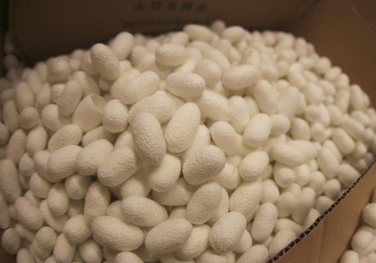 <a><img src="https://www.theepochtimes.com/assets/uploads/2015/09/silk1280766507.jpg" alt="SILK SCIENCE: These silk cocoons could soon be used in a variety of high-tech applications.  (Fiorenzo Omenetto/Tufts University)" title="SILK SCIENCE: These silk cocoons could soon be used in a variety of high-tech applications.  (Fiorenzo Omenetto/Tufts University)" width="320" class="size-medium wp-image-1816677"/></a>