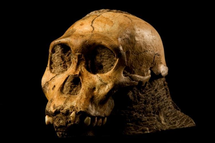 <a><img src="https://www.theepochtimes.com/assets/uploads/2015/09/skull.jpg" alt="NEW HOMINID FIND: This cranium of the juvenile skeleton of Australopithecus sediba from 1.9 million years ago was discovered in Africa.  (Brett Eloff/ courtesy of Wits University)" title="NEW HOMINID FIND: This cranium of the juvenile skeleton of Australopithecus sediba from 1.9 million years ago was discovered in Africa.  (Brett Eloff/ courtesy of Wits University)" width="320" class="size-medium wp-image-1816681"/></a>
