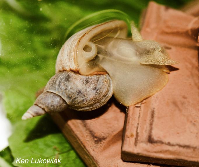 <a><img class="wp-image-1781370" title="A pond snail opens its pneumostome, while feeding on chocolate. (Ken Lukowiak) " src="https://www.theepochtimes.com/assets/uploads/2015/09/snail.jpg" alt="A pond snail opens its pneumostome, while feeding on chocolate. (Ken Lukowiak) " width="682" height="572"/></a>