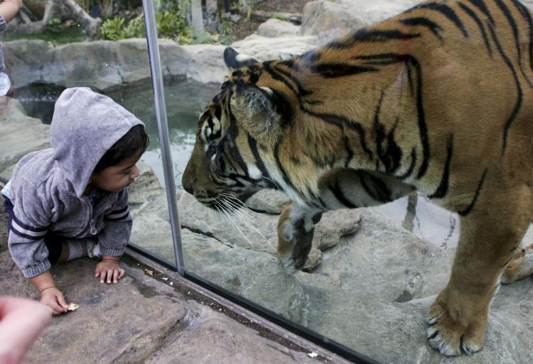 <a><img src="https://www.theepochtimes.com/assets/uploads/2015/09/tiger71903366b.jpg" alt="A child looks at a Sumatran Tiger at Auckland Zoo in Auckland, New Zealand. The zoo has banned Cadbury chocolate from its shelves because it contains palm oil. (Phil Walter/Getty Images)" title="A child looks at a Sumatran Tiger at Auckland Zoo in Auckland, New Zealand. The zoo has banned Cadbury chocolate from its shelves because it contains palm oil. (Phil Walter/Getty Images)" width="320" class="size-medium wp-image-1827386"/></a>