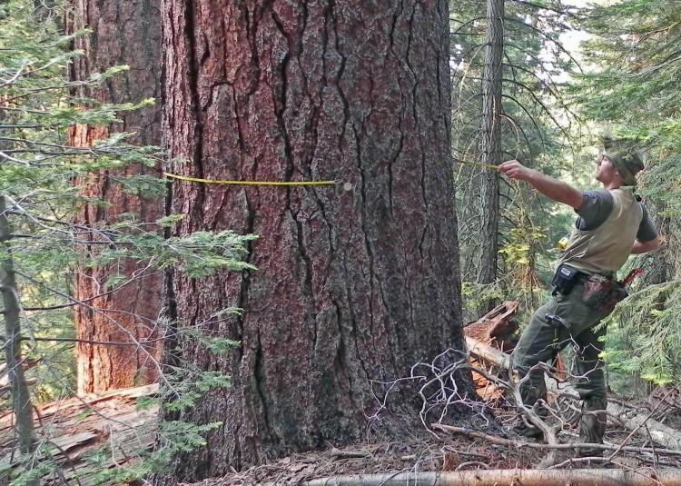 <a><img class="size-full wp-image-1787586" title="Washington State University's Mark Swanson pulls a tape tight around a 4-foot-wide sugar pine, one of the 34,500 live trees counted and tagged for long-term study in a Yosemite National Park study plot. (Washington State University)" src="https://www.theepochtimes.com/assets/uploads/2015/09/tree2.jpg" alt="Washington State University's Mark Swanson pulls a tape tight around a 4-foot-wide sugar pine, one of the 34,500 live trees counted and tagged for long-term study in a Yosemite National Park study plot. (Washington State University)" width="750" height="535"/></a>
