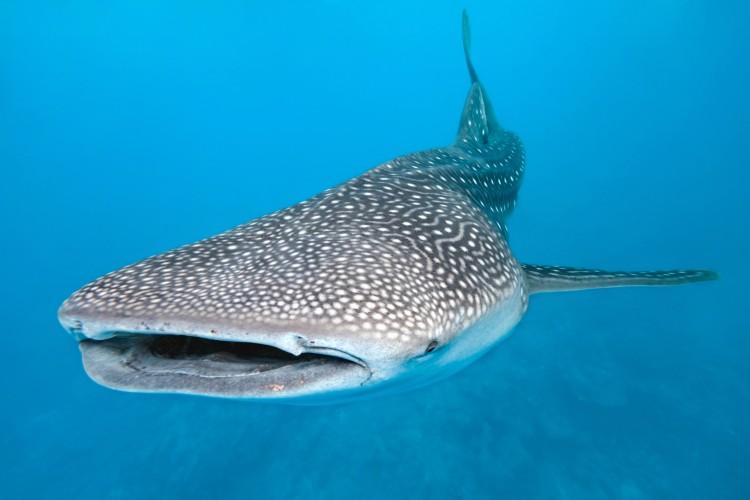 <a><img class="size-full wp-image-1775346" src="https://www.theepochtimes.com/assets/uploads/2015/09/whale-shark.jpg" alt="Whale sharks spend around 2.5 hours at the surface, on average, to warm up after making very deep, long day dives. (Krzysztof Odziomek/Photos.com)" width="750" height="500"/></a>
